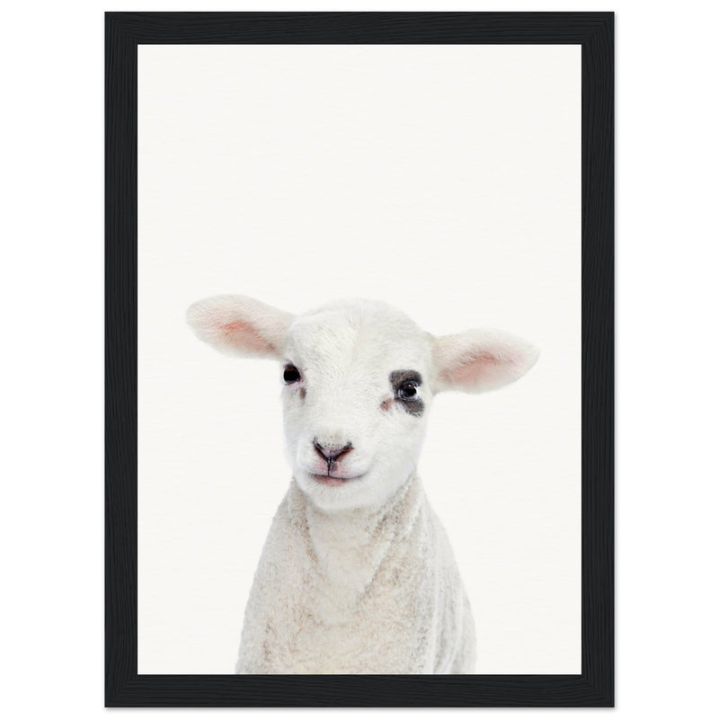 Poster: Baby Lamb