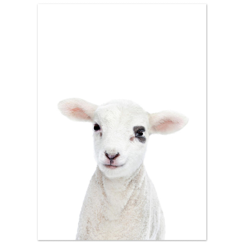 Poster: Baby Lamb