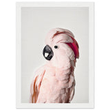 Poster: Pink Cockatoo