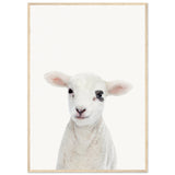 Poster: Baby Lamb