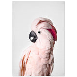 Poster: Pink Cockatoo