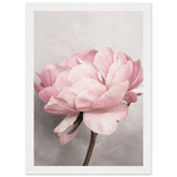 Poster: Peony