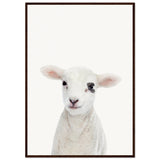 Poster: Baby Lamb