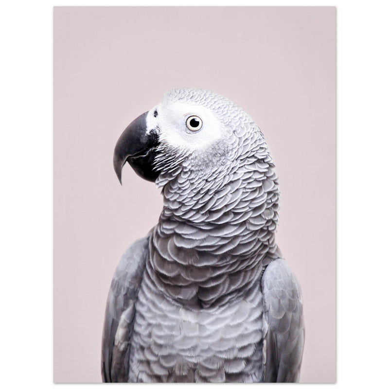 Poster: African Grey