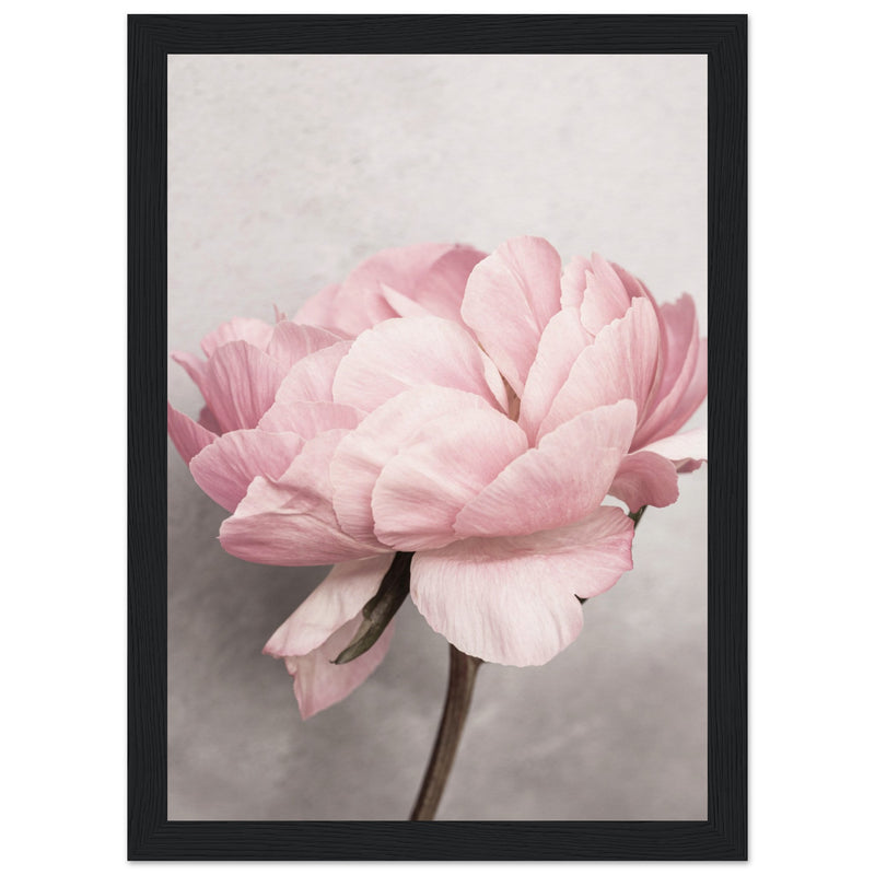 Poster: Peony