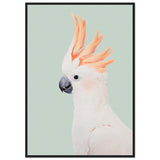 Poster: Cockatoo