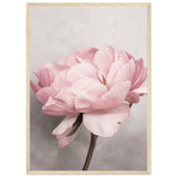 Poster: Peony