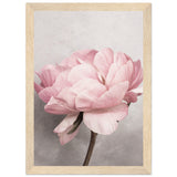 Poster: Peony