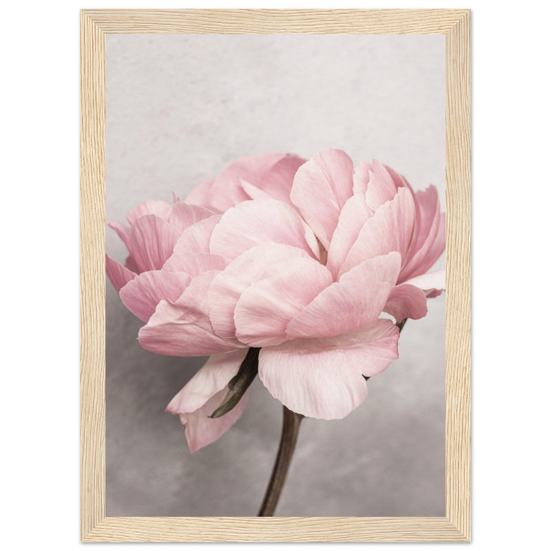 Poster: Peony