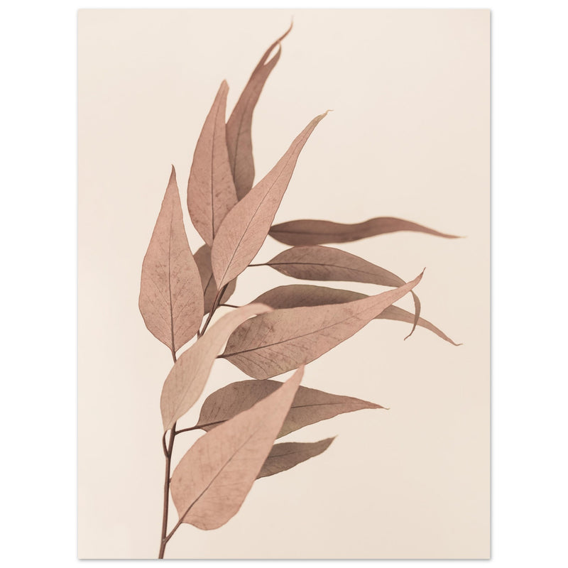 Poster: Dried Eucalyptus