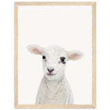 Poster: Baby Lamb