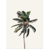 Poster: Windy Palm Tree