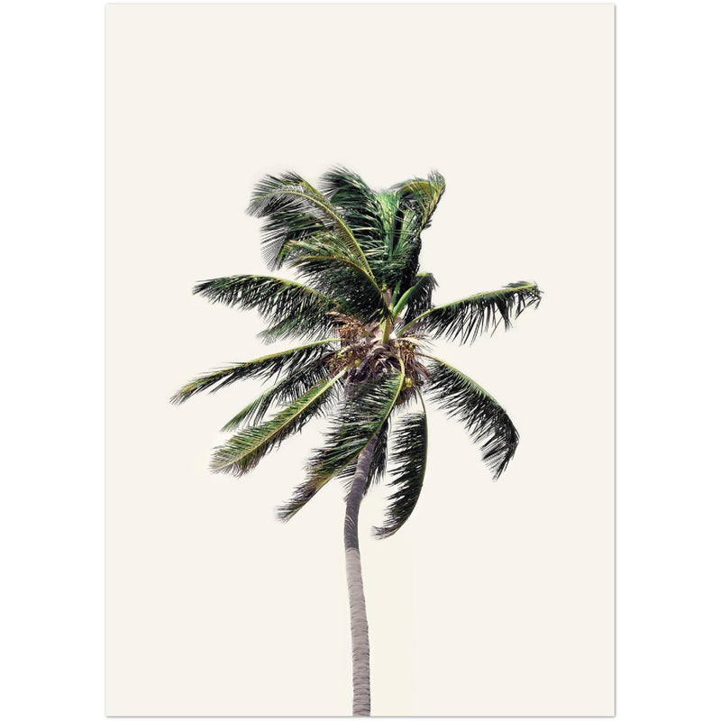 Poster: Windy Palm Tree